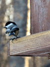 chickadee on the ledge of a wooden bird feeder