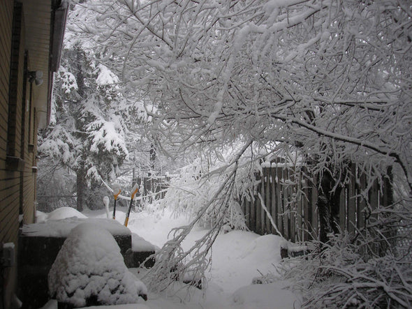 A snowy backyard