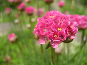 Budding pink flower