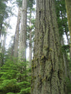 bark of the douglas fir trees in cathedral grove, british columbia