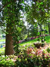 Beautiful greenery and flora at Augusta national golf course