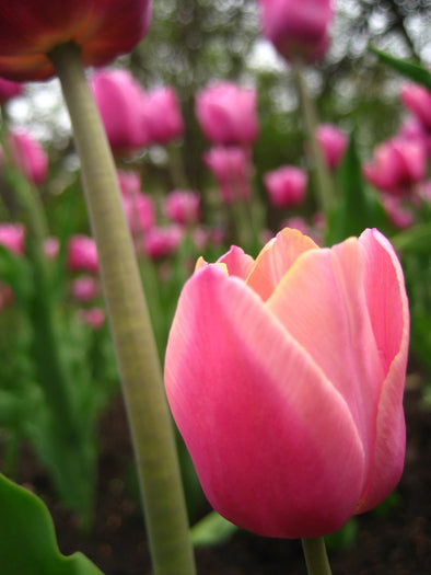 Close-up of one of many pink tulips at the ottawa tulip festival