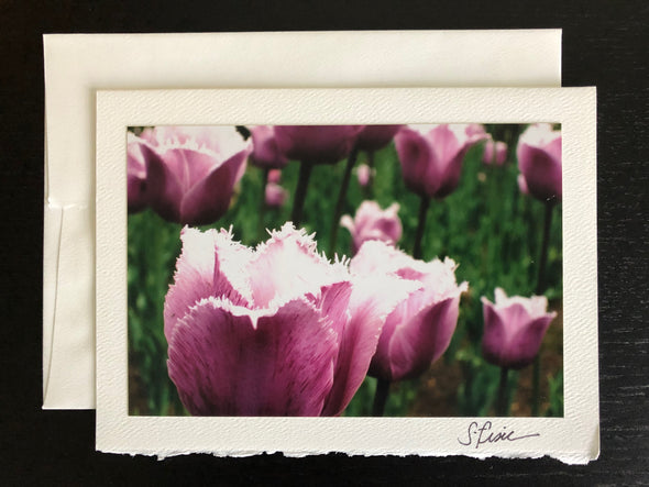 Purple Spiky Tulips