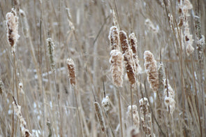 cat tails blowing on a windy, winter's day