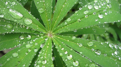 Raindrops on Vibrant Green Leaf Photographic Print