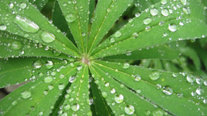 Raindrops on Vibrant Green Leaf