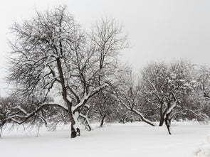 Winter at the Arboretum