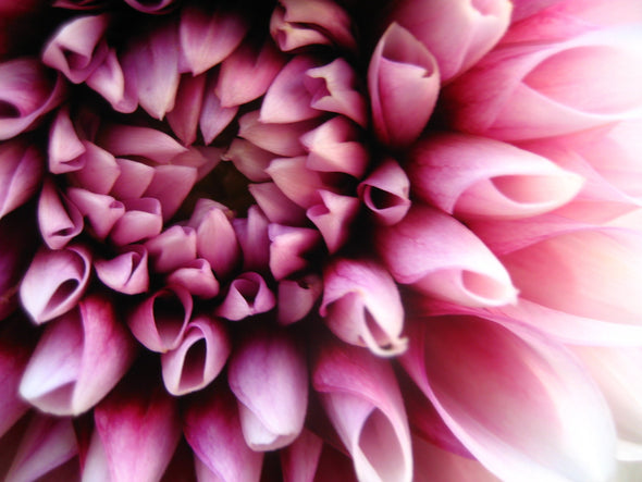 Pink and white dahlia blossom opening
