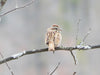 a bird on watch, sitting on a branch