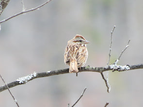 a bird on watch, sitting on a branch