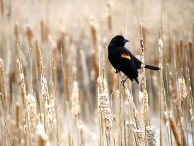 Red-winged Blackbird in a Field of Cattails