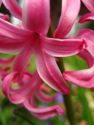 close up of the flower of a pink hyacinth 