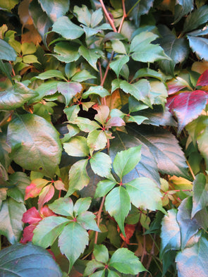 A vine of leaves changing during the fall season