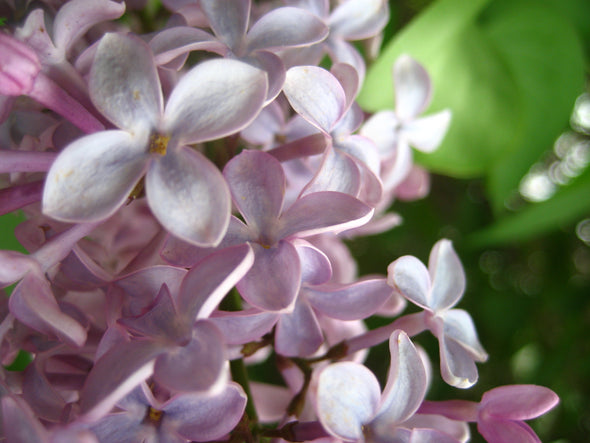 close up shot of purple lilacs in a blooming tree