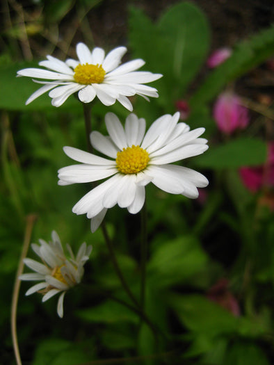 two single white daisies