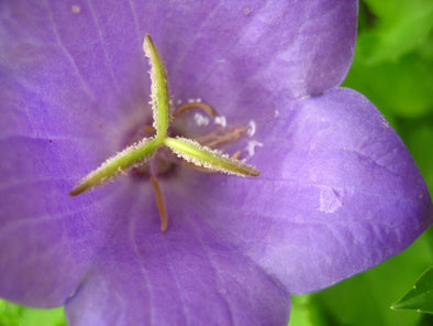 close up details of a purple bellflower