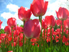 garden of pink tulips wth blue sky