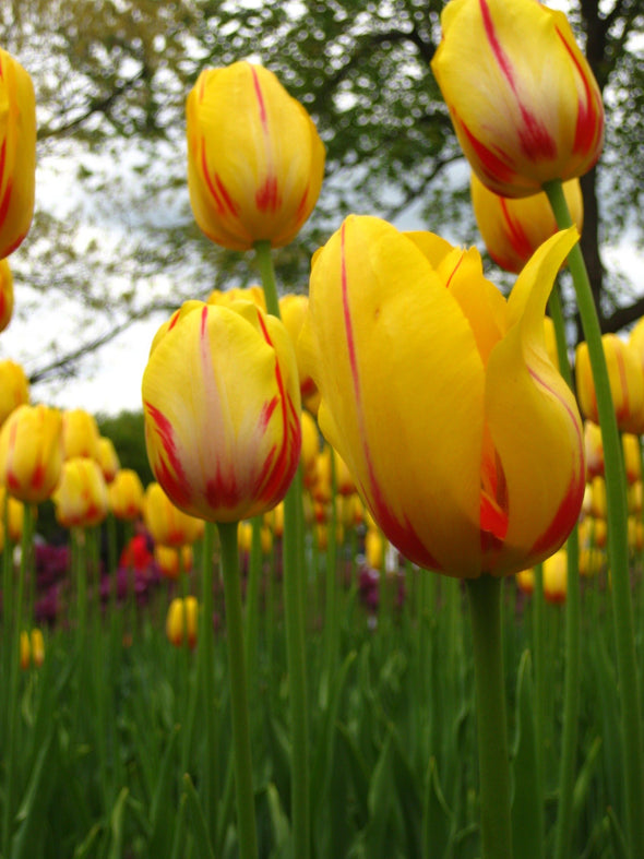 garden of yellow and red tulips at the canadian tulip festival, ottawa