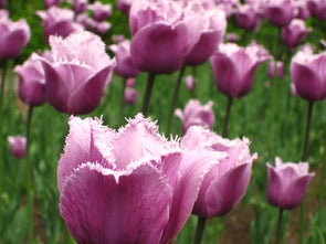 purple tulips at the canadian tulip festival, ottawa
