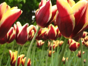Garden of Yellow and Red Tulips Photographic Print