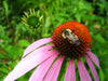 bee on echinachea flower