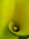 The inside stamina of a yellow calla lily