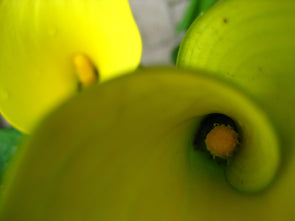 birds eye view of the inside of two yellow calla lilies
