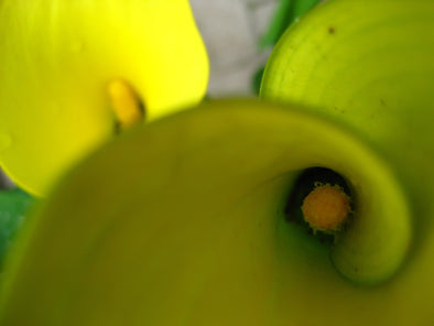birds eye view of the inside of two yellow calla lilies