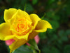 singular yellow rose blooming