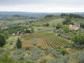 the rolling hills, cypress trees and vineyards in the tuscany region of italy