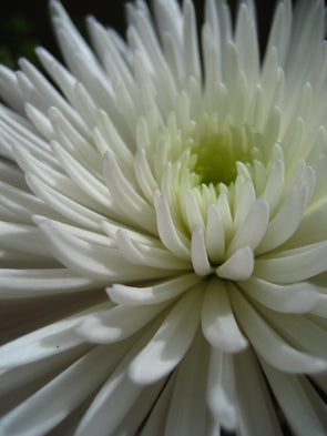 white spider mum flower