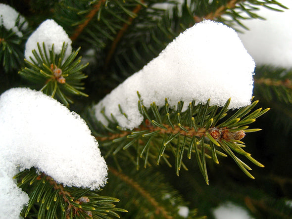 snow sitting on the branch of a green pine tree