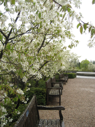 white flowering trees and empty benches at rideau hall, ottawa