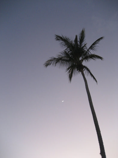 a palm tree in the setting sun with crescent moon in sight