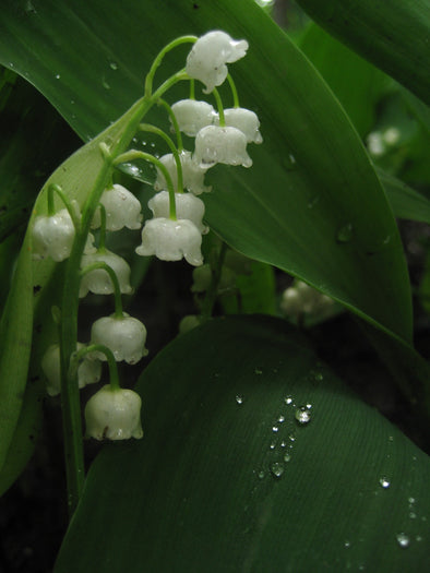 white lily of the valley with rain drops on its leaves