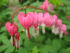 a row of pink bleeding hearts together on a branch