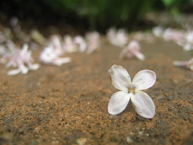 a fallen lilac flower on the ground