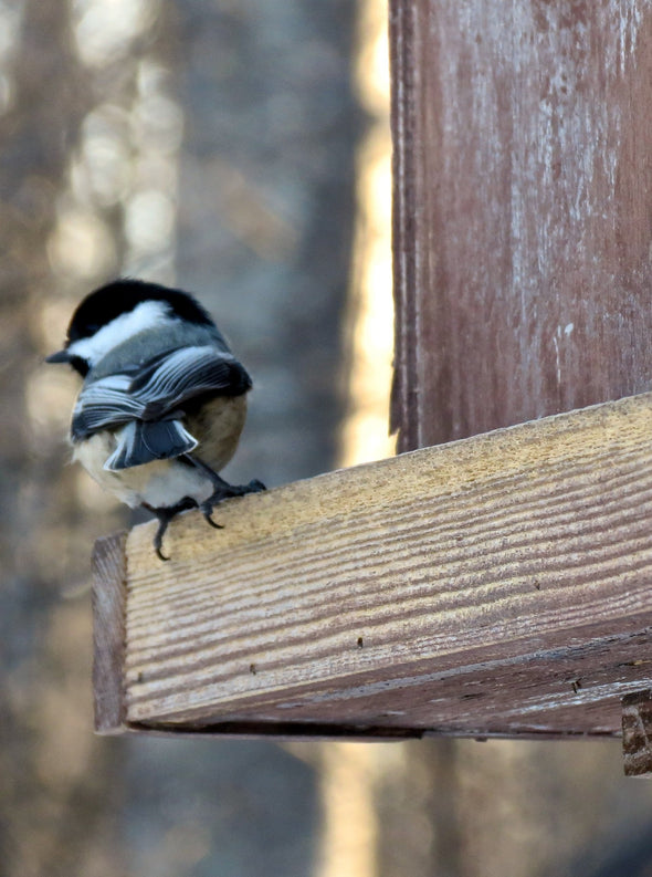 chickadee on the ledge of a wooden bird feeder